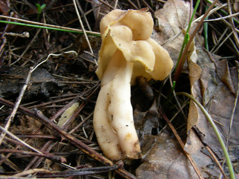 585 Febbraio vecchio ritrovamento